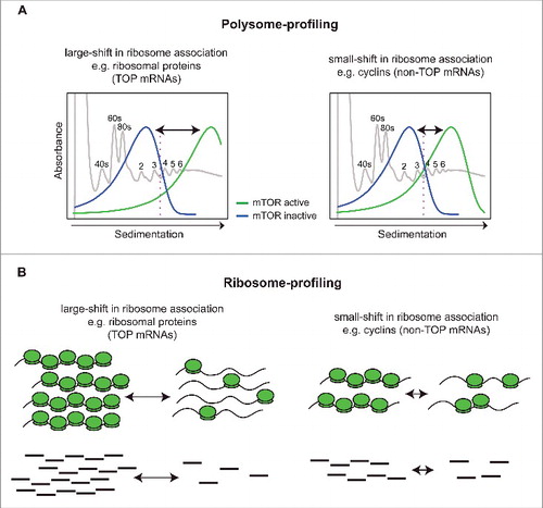 Figure 1. Schematics illustrating properties underlying a bias toward identification of mRNAs that show large shift in translational efficiency as differentially translated when applying ribosome-profiling. (A) Shown in gray is a model UV absorbance profile from a polysome-preparation where ribosome subunits (40S or 60S), monosomes (80S) or polysomes (i.e., mRNAs associated with >1 ribosome) are separated on sucrose gradients by ultracentrifugation. In polysome-profiling, translational efficiency is measured by quantifying the amount of mRNA that is efficiently translated (i.e., associated with >3 ribosomes, which is indicated by a pink dotted line). Transcripts differ in their basal translational efficiency (green). Left panel represents TOP mRNAs that are associated with the heaviest polysomes and are thus more efficiently translated than non-TOP mRNA (e.g., cyclin) which are associated with intermediate polysomes. Upon mTOR inhibition (blue), TOP mRNAs shift more dramatically than non-TOP mRNAs (i.e., shifts are indicated by arrows). (B). In ribosome-profiling, the amount of mRNA fragments protected by ribosomes (RPFs) is quantified using RNAseq and compared between conditions. This generates radically different fold-changes for TOP and non-TOP mRNAs, as the former are much more abundant and exhibit larger shifts. Such fold-changes are directly proportional to the magnitude of the mRNA shifts leading to a bias favoring identification of TOP mRNAs as differentially translated. This bias is more pronounced when fold-change based vs. statistical analysis is performed.Citation60