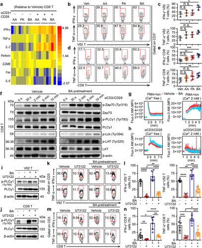 Figure 6. Butyrate regulates the function of CD8+ T cells through T cell receptor signaling. (a) vehicle, AA (10 mM), PA (1 mM) or BA (0.5 mM)-pretreated human CD8+ T cells were activated with or without α-CD3/CD28 for 4 hours. The expression of various genes related to antitumor immunity in CD8+ T cells was measured by qPCR, and their fold changes were shown in heat map (healthy donors, n = 3 per group). (b-e) AA, PA, BA or control-pretreated CD8+ and Vδ2+ T cells were stimulated with α-CD3/CD28 for 4 hours, and the levels of IFN-γ+ and TNF-α+ in Vδ2+ and CD8+ T cells were detected by flow cytometry (n = 3–5). (f) immunoblotting analysis the phosphorylation of protein from T cell receptor signaling pathway in vehicle or BA-pretreated CD8+ T cells upon α-CD3/CD28 activation. (g, h) BA or vehicle-pretreated CD8+ T cells were preloaded with fluo-3 AM in Ca2+ free medium, then those cells were activated by α-CD3/CD28 or PMA/Ion with or without Ca2+ supplementation. Ca2+ fluorescence intensity (MFI) transformation was detected by flow cytometry. (i, j) BA-pretreated or vehicle Vδ2+ and CD8+ T cells were treated with BA, U73122 alone or BA+U73122 for another 1 hour, and then immunoblot analysis the expression of PLCγ1 and p-PLCγ1 from whole-cell lysate. (k-n) BA or vehicle-pretreated Vδ2+ and CD8+ T cells were treated with or without U73122 under the condition of α-CD3/CD28 activation for 4 hours. IFN-γ+ and TNF-α+ CD8+ or Vδ2+ T cells were measured by flow cytometry (n = 6). Two-tailed unpaired Student’s t-test (c and e); one-way ANOVA with Tukey’s multiple comparisons test (l and n). Data represented mean±SD. *P < .05, **P < .01, ***P < .001, ****P < .0001. n.s., not significant.