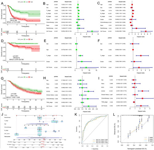 Figure 3. Kaplan–meier analyses of patients having high and low CAF scores (a). TCGA-BLCA, (D). GSE32894, (G) IMvigor210. Univariate Cox regression analysis (B). TCGA-BLCA, (E). GSE32894, (H) IMvigor210. Multivariate Cox regression analysis (C). TCGA-BLCA, (F). GSE32894, (I) IMvigor210. (J). nomogram of the TCGA-BLCA cohort. (K). time-dependent ROC curve of the nomogram. (L). calibration curve.