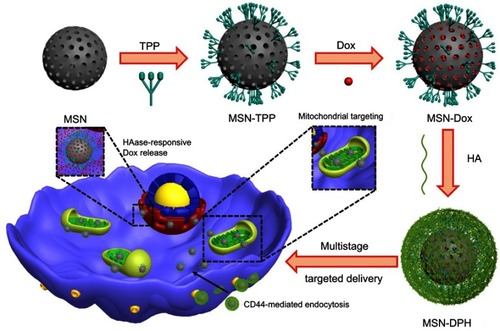 Scheme 1 Schematic illustration of the preparation and application of MSN-DPH (consist of Dox loaded, TPP attached, HA capped mesoporous silica nanoparticles) for multistage-targeted delivery of Dox.Abbreviations: Dox, Doxorubicin; HA, hyaluronic acid; MSN, mesoporous silica nanoparticle; TPP, triphenylphosphine.