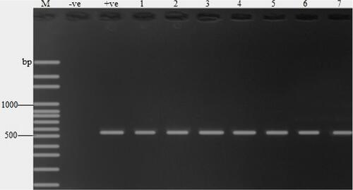 Figure 4 Agarose gel electropherogram for PCR detection of Lactic acid bacteria, M = 100bp DNA ladder, + = positive control (Lactobacillus fermentum).