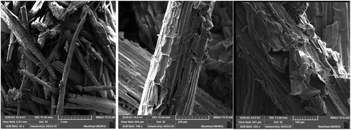 Figure 6. SEM micrographs of the surface of sugarcane bagasse fiber at different scales.