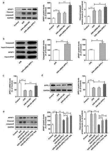 Figure 6. The effect of APPL1 on APAF-1/Caspase9 signaling pathway in H9C2 cells with H/R stimulation. (a) The expression levels of APAF-1, Cleaved caspase9/caspase9 were determined by western blotting. (b) The interaction between APPL1 and APAF-1/Caspase9 was verified by immunoprecipitation (IP). Caspase9 was immunoprecipitated (IP) from H9C2 cells exposed to H/R stimulation with or without siRNA-APPL1 transfection, and the immunoprecipitates or supernatant (Input) were immunoblotted for Caspase9 and APAF-1. (c) The mRNA level of APPL1 in H9C2 cells was measured by Quantitative real-time PCR. (d) The APPL1 expression in H9C2 cells was determined by western blotting. (e) The expression levels of APAF-1, Cleaved caspase9/caspase9 were determined by western blotting. Error bars represent the mean ± SEM from three independent experiments. *P < 0.05, **P < 0.01, ***P < 0.001