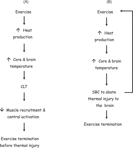 Figure 2. Schematic A shows the cascade of events thought to occur with respect to the critical limiting core temperature (CLT). In this paradigm the rising heat either in the brain or elsewhere in the body eventually leads to a reduction in voluntary activation and muscle recruitment which ultimately terminates exercise and presumably confers neuroprotection. Schematic B shows a similar cascade of events which are thought to invoke selective brain cooling (SBC). In this paradigm, SBC offers neuroprotection by abating the continuous rise in heat content of the brain via a counter-current between blood entering and leaving the head. It is unclear in this model at what point exercise would terminate during SBC and what the mechanism might be. If SBC is needed to protect the brain, this leaves the problem of the necessary increase in temperature to invoke the reduction in muscle recruitment in the CLT paradigm (A). (smaller arrows ↑, ↓, indicate increases or decreases in response, respectively).