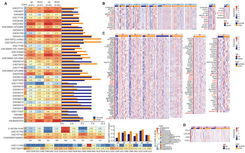 Figure 1. Large-scale transcriptome analyses reveal viral infection-related genes. (A) Number of DEGs of viral infections in the corresponding dataset. The heatmap shows the number of differential genes identified from different datasets, and the bar chart shows the number of samples in the control and virus-infected groups in each cohort. (B) Heatmap showing the expression profile of Rhinovirus markers in different datasets. (C) Heatmap showing the expression profile of RSV markers in different datasets. (D) Heatmap showing the expression profile of Influenza markers in different datasets.