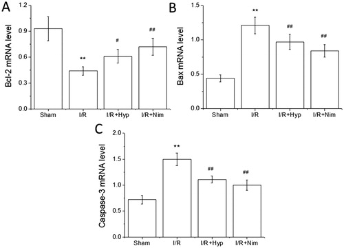 Figure 4. Effects of hyperoside on the expression of Bcl-2, Bax and caspase-3 mRNA in the brain tissue of I/R rats (x¯ ± SD, n = 8). Bcl-2 mRNA level (A); Bax mRNA level (B); caspase-3 mRNA level (C). **P < 0.01, vs the sham group; #P < 0.05, ##P < 0.01, vs I/R group.
