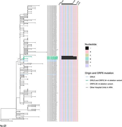 Figure 1. Phylogenetic tree of SARS-CoV-2 full genome sequences from Auvergne-Rhône-Alpes (ARA) patients (n = 229). The phylogenetic tree was constructed using R software with ape package and the neighbour joining evolutionary method (hCoV-19/Wuhan/IPBCAMSWH01/2019 (EPI_ISL_402123) as the root). The coloured branches denote the hospital unit origin of the sequence and ORF6 status. On the right, multiple sequence alignment from nucleotide position 27267–27303 (Wuhan-Hu-1 numbering) is illustrated, with the 26-nt and 34-nt deletions depicted in black. The deletion sites of interest were not included for genetic distance calculation. GISAID accession number for the four GRU3 WT (EPI_ISL_508986, EPI_ISL_418431, EPI_ISL_508987, EPI_ISL_419180), six GRU3 D34 sequences (EPI_ISL_508992, EPI_ISL_508971, EPI_ISL_508920, EPI_ISL_508989, EPI_ISL_508988, EPI_ISL_508919) and one D26 sequence (EPI_ISL_508941). GRU = geriatric rehabilitation unit.