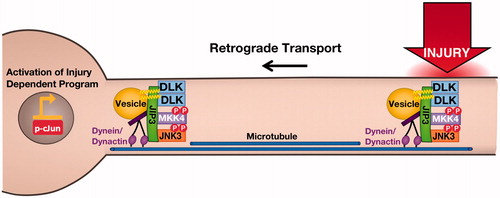 Figure 3. Axonal retograde signaling by palmitoylated DLK-JNK pathway kinases. Palmitoylation is essential for DLK’s ability to convey retrograde injury signals following distal axonal injury. At the cellular level, palmitoylation targets DLK to trafficking vesicles where DLK forms complexes with its direct substrate MKK4. These complexes also contain the scaffold protein JIP3, which binds dynein/dynactin retrograde motor proteins, and may also involve the downstream palmitoyl-kinase JNK3, which is heavily implicated in axonal retrograde signaling. In addition to this role in DLK localization, palmitoylation is necessary for DLK’s ability to activate the JNK pathway. This additional ‘security feature’ ensures that depalmitoylated DLK does not inappropriately phosphorylate cytosolic MKKs.