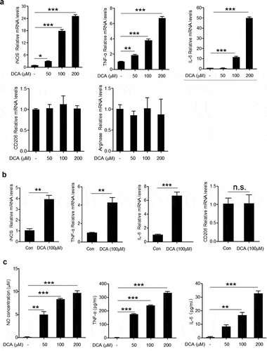 Figure 3. DCA induces M1 macrophage polarization in vitro. (a) RAW264.7 macrophages were treated with DCA (0, 50, 100, 200 µM) for 4h. mRNA expression levels of iNOS, TNF-α, IL-6, CD206 and arginase were analyzed by real-time PCR. (b) Bone marrow derived macrophages (BMDMs) were treated with or without DCA (100 µM) for 4 h. mRNA expression levels of iNOS, TNF-α, IL-6 and CD206 were determined by real-time PCR. (c) RAW264.7 macrophages were treated with DCA (0, 50, 100, 200 µM) for 24 h. NO levels in the supernatant were detected by Griess reagents. TNF-α and IL-6 in culture medium were analyzed by ELISA.*: p < .05; **: p < .01; ***: p < .001. n.s.: no statistically significant difference (p > .05). Representative data from 3 independent experiments giving similar results are shown. Error bars indicate s.e.m.