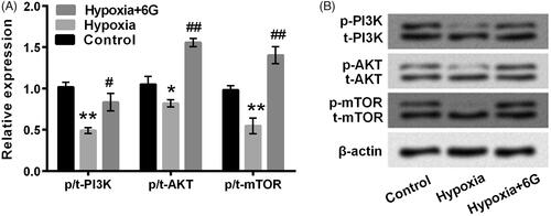 Figure 3. The PI3K/AKT/mTOR signalling pathway was activated by 6 G in hypoxia-induced cardiomyocytes. (A) The relative phosphorylated expression of regulatory factors (PI3K, AKT and mTOR) were normalized after Western blot assay. (B) Regulatory factors were separated using SDS-PAGE according to their molecular masses. The size of p-PI3K is about 60 kDa. H9c2 cells were neither treated with 6 G nor induced by hypoxia in the Control group; H9c2 cells were induced by hypoxia for 24 h in the Hypoxia group; H9c2 cells were treated with 50 μM 6 G for 24 h before hypoxia-induced injury in the Hypoxia + 6 G group. 6 G: [6]-Gingerol; p-: phospho-; t-: total-; SDS-PAGE: sodium dodecyl sulfate-polyacrylamide gel electrophoresis. *p < .05 or **p < .01 vs Control; #p < .05 or ##p < .01 vs Hypoxia.