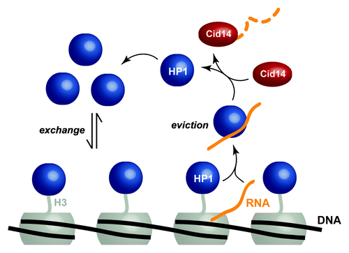 Figure 1. Model for HP1Swi6-mediated degradation of heterochromatic RNA. HP1Swi6 proteins (dark blue) associate with H3K9 methylated nucleosomes (gray) only transiently and readily exchange with the cellular bulk HP1Swi6 population. In case transcription within heterochromatin occurs, HP1Swi6 binds the newly synthesized RNA (orange) and dissociates from H3K9 methylated nucleosomes as a result of competitive binding between RNA and the histone tail. Subsequently, the RNA is passed on to Cid14 (red), which, in turn, initiates RNA degradation.