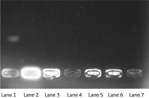 Figure 2.  Agarose gel electrophoresis pattern of pUC 18 DNA strand breakage by 2,2′-azobis (2-amidinopropane hydrochloride) (AAPH) and inhibited by carbazole chalcones. Supercoiled plasmid DNA was incubated with AAPH and/or carbazole chalcones in phosphate-buffered saline (pH 7.4) at 37°C for 1 h. Lane 1: DNA strand breakage induced by AAPH at 10 mM; Lane 2: control super coiled DNA; Lane 3: compound 12g; Lane 4: 12a; Lane 5: 12e; Lane 6: 12n and lane 7: 12m.