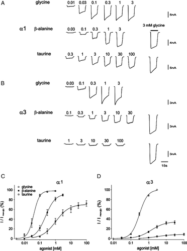 Figure 1.  Sample current responses to glycine, β-alanine and taurine at human α1 and rat α3 GlyRs. (A) and (B) Examples of currents activated by indicated agonist concentrations (all shown in mM, glycine, top panel; β-alanine, middle panel; taurine, bottom panel) in cells expressing human α1 GlyRs (A) or rat α3 GlyRs (B). Inward currents are represented as downward deflections throughout this Figure. The response to 3 mM glycine recorded in the same cell is given next to the sample currents of β-alanine and taurine responses (far right column) for comparison. The horizontal scale of 15 s applies to all traces in this Figure and the vertical scale applies to all traces in the same row. (C) and (D) Averaged concentration-response curves of glycine (○), β-alanine (▪) and taurine (□) for the human α1 GlyRs (C) or rat α3 ?GlyRs (D). Both β-alanine and taurine response curves were generated by normalizing corresponding currents to that induced by 3 mM glycine recorded in the same cell. Mean parameters of best fit are given in Table I.