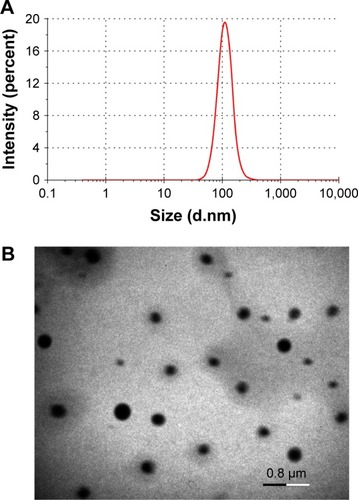 Figure 3 Particle size distribution (A) and TEM micrographs of RES-GNPs (B).Abbreviations: TEM, transmission electron microscopy; RES, resveratrol; GNPs, galactosylated nanoparticles.