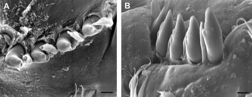 Fig. 3  Polydora haswelli chaetiger 5 spine SEM: (A) left side lateral view; (B) right side ventro-lateral view. Scale bars: 10 µm.