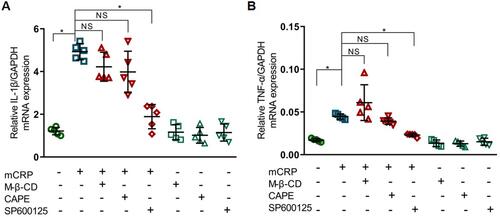 Figure 1 Effects of mCRP and the inhibitors in the expression of (A) IL-1β and (B) TNF-α in cultured macrophages. The mRNA expression of IL-1β and TNF-α in the THP-1 cells incubated with mCRP (50 μg/mL) for 24 h was blocked by the JNK inhibitor (SP600125,10 μM) instead of the NF-κB inhibitor (CAPE,10 μM) and lipid rafts disrupter (M-β-CD, 5 mM). Data are represented as mean ± SD, *p<0.05.