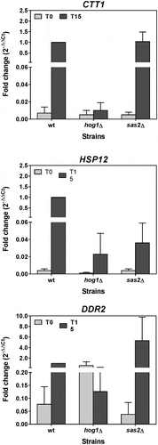 Figure 10. The mRNA induction of the Msn2/Msn4-dependent genes under osmotic stress does not depend on HAT Sas2. Growth and stress treatment of the BY4742 wild-type strain and the mutants in MAPK Hog1 and HAT Sas2 were done as described in Figure 9. The measurements of the mRNA levels of the indicated Msn2/Msn4-dependent genes up-regulated during osmostress were taken as described in Figure 9. Data represent the mean and error bars (Standard Deviation) of three independent experiments.