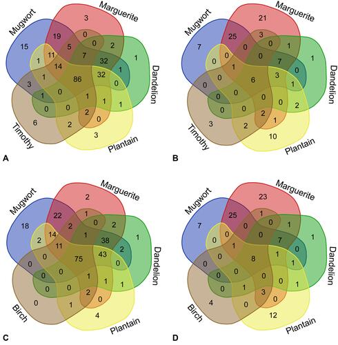 Figure 3 The co-sensitization between weeds pollen, timothy grass and birch. The Venn Diagram shows the number of patients what were co-sensitized. (A) The co-sensitization between timothy grass and weeds pollen in the Western. (B) The co-sensitization between timothy grass and weeds pollen in the Eastern. (C) The co-sensitization between birch and weeds pollen in the Western. (D) The co-sensitization between birch and weeds pollen in the Eastern.