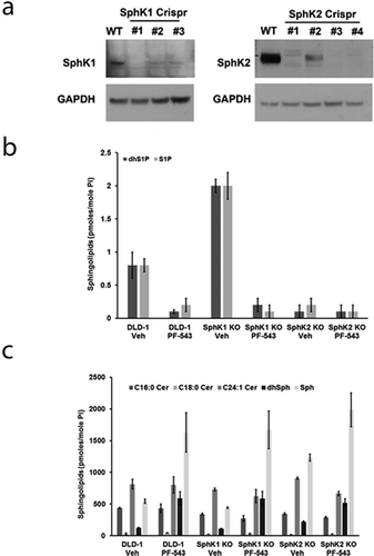 Figure 6. Crispr/Cas9 knock-out clones of SphK1 and SphK2 in DLD1 cells. (a) Representative western blots of DLD1 cells transfected with gRNAs directed to either SphK1 or SphK2. Detection of SphK1 and SphK2 was performed using the appropriate primary antibodies. GAPDH was included as a loading control. (b) Sphingolipid analysis of dhS1P and S1P levels in naïve DLD-1 cells and Crispr/Cas9 knock-out DLD-1 clones of SphK1 (SphK1 KO; clone 1) and SphK2 (SphK2 KO; clone 3) treated with DMSO or PF-543 (3: 5 µM) for 48 h. Sphingolipid levels are expressed as pmoles/mole of inorganic phosphate (Pi) for normalization purposes. (c) Sphingolipid analysis of C16:0 Cer, C18:0 Cer, C24:1 Cer, dhSph and Sph levels in naïve DLD-1 cells and Crispr/Cas9 DLD-1 SphK1 KO and SphK2 KO clones treated with DMSO or PF-543 (3: 5 µM) for 48 h. Sphingolipid levels are expressed as pmoles/mole of inorganic phosphate (Pi) for normalization purposes.
