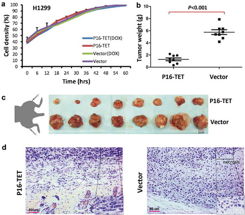 Figure 7. Effects of P16H on the proliferation of H1299 cells in vitro and in vivo. (a) Cell proliferation curves for H1299 cells with and without P16-TET expression in a live content kinetic imaging platform; (b) Comparison of weights of H1299 tumour xenografts with and without stable P16-TET transfection in SCID mice; (c and d) Images of xenografts on the 50th experimental day.