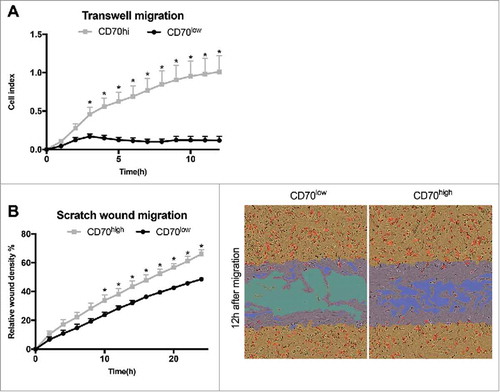 Figure 5. Role of CD70-positive CAFs on migration. CT5.3 hTERT CAFs were sorted on the membrane expression of CD70 and assessed for migratory capacity in real-time. A: Graph represents the time-dependent migratory pattern of CD70high or CD70low CAFs detected by Transwell experiments using xCELLigence RTCA system. Graph represents net chemoattraction after subtraction of random migration signal; B: CD70high or CD70low CAFs were co-cultured with HCT116 (represented by pictures) or HT29 (represented by graph) and followed in real-time during wound closure using the Incucyte ZOOM LiveCell Imaging System; Left: Graph represents the relative wound density of CD70high or CD70low CAFs as a function of time for migration. Bars represent the mean ± SEM of 3 experiments. *P < 0.05; Right: Representative images of migration (12 h). Confluence mask (orange); initial wound mask (blue); CRC cells (red).