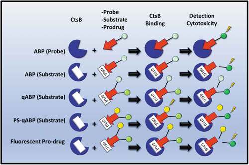 Figure 2. Utilization of Cathepsin B (CtsB) detection or activity in cancer diagnostic assays or therapy. Activated-Based Probes (ABP), designed with a warhead moiety (read arrowhead), a CtsB recognition/cleavage sequence (such as GFLG, white box), and a fluorescent excitable probe (green circle) allow CtsB detection. The fluorescent tag can also be quenched by an accompanying chemical moiety, as in qABP substrates (pale green circle). PS-qABPs are composed of an excitation-detectable fluorescent tag (green circle) and a specific chemical intermediate (yellow circle), which inflicts cytotoxic effects can be released upon photosensitization. Fluorescent Prodrugs contain a CtsB cleavage site, which determines the release of an active drug (yellow circle) and a fluorescent tag for detection purposes (green circle).