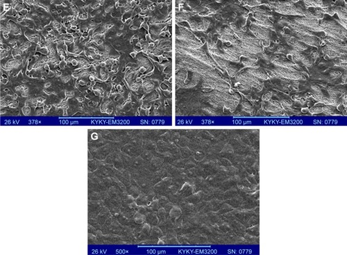 Figure 9 SEM images of the cultured cells on CO and CO–CS mats. Non-cross-linked mats (A) CO and (B) CO–CS, cross-linked CO (C) woven and (D) aligned, and cross-linked CO–CS (E) woven and (F) aligned mats, (G) Control (HAM).Abbreviations: SEM, scanning electron microscopy; CO, collagen; CS, chondroitin sulfate; HAM, human amniotic membrane.