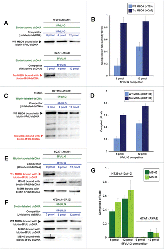 Figure 3. TruMBD4 binds to 5FU incorporated into DNA with higher affinity than normal MBD4 protein, and reduces 5FU affinity of DNA mismatch repair proteins in DNA pull down assays. (A) (Upper panel) Nuclear lysates from HT29 cells containing protein derived from wild type MBD4. As amounts of 5FdU:G competitor is increased relative to bound biotin-labeled 5FdU:G, the amount of MBD4 protein precipitated by biotin-labeled 5FdU:G is partially reduced, indicating some MBD4 protein was bound (or stolen) by the 5FdU:G competitor. This was not the case with a control complementary competitor, indicating MBD4 specifically recognizes 5FU within DNA (not shown). (Lower panel) Nuclear lysates from HT29 containing protein derived from frameshifted mutant MBD4 (TruMBD4). Here, as amounts of 5FdU:G competitor increased relative to biotin-labeled 5FdU:G, the amount of TruMBD4 precipitated by biotin-labeled 5FdU:G DNA is markedly reduced, suggesting a relative higher affinity for 5FdU:G as compared to normal MBD4 protein. (B) Bar graphs representing the reduction (competed off) rate by the protein for the 5FdU:G competitor, equating to the relative affinity level of the protein for 5FU within DNA. The affinity level of TruMBD4 for 5FdU:G is markedly higher than that of normal MBD4 protein. (C) Nuclear lysates from HCT116 cells containing both normal MBD4 protein and TruMBD4. As amounts of 5FdU:G competitor is increased, both normal MBD4 protein and TruMBD4 are competed off, but at apparently different rates. (D) Bar graph representing the competed off rate for both normal MBD4 protein and TruMBD4 from HCT116 cells. The relative affinity level of TruMBD4 was higher than normal MBD4 protein for the 5FdU:G competitor. (E, F) Nuclear lysates from HCA7 cells (E) and HT29 cells (F), demonstrating the relative pull down and competition off binding by MBD4/TruMBD4, MSH3 (key component of the hMutSβ MMR recognition complex) and MSH6 (key component of the hMutSα MMR recognition complex) for 5FdU:G. Note the relative difficulty for “compete off” bound reduction for MSH3 and MSH6 by the 5FdU:G competitor when TruMBD4 is present, compared to the “compete off” reduction for MSH3 and MSH6 when normal MBD4 protein is present. (F) Bar graph representing the competed off rate for MSH3 and MSH6 for the 5FdU:G competitor in the presence of normal MBD4 protein or TruMBD4. With normal MBD4 protein, MSH6 shows higher affinity for 5FU within DNA (as expected). However the binding affinity rates of both MMR proteins are markedly lower in TruMBD4-expressed cells than that of normal MBD4-expressed cells.