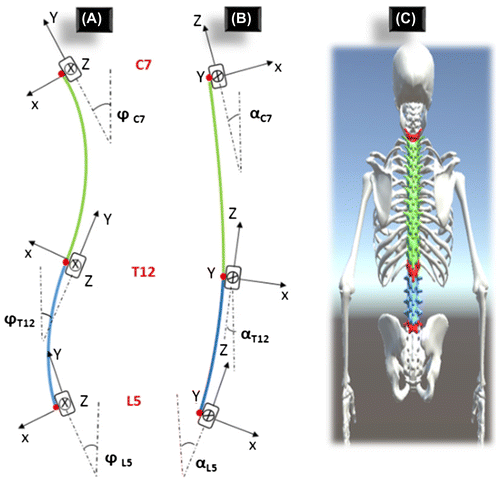 Figure 2. Spine posture in sagittal (A) and frontal planes (B). The Avatar (C). Sensors (red), thoracic region (green) and lumbar region (blue).