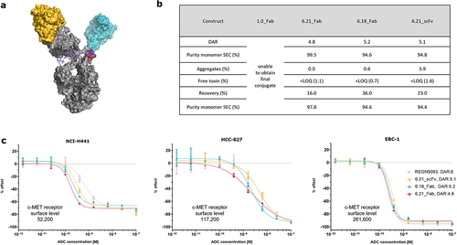 Figure 4. Improved conjugatability and high potency of engineered biparatopic ADCs. (a) Scheme of final biparatopic ADC. (b) Key data on biparatopic ADC conjugation. (c) in vitro potency of biparatopic ADCs on c-MET expressing human tumor cell lines NCI-H441, HCC-827 and EBC-1 in comparison to a reproduced exatecan DAR6 REGN5093 reference. Dose-response curves of REGN5093, 6.21_scFv and 6.18_Fab depicted are from one representative experiment and had been merged with the dose-response curve of 6.21_Fab, obtained from an independent experiment. Complete data sets are listed in table S3 that indicate comparable potencies between independent experiments, serving as basis for a merged representation shown as representative graphs with error bars indicating mean ± SD of technical triplicates.