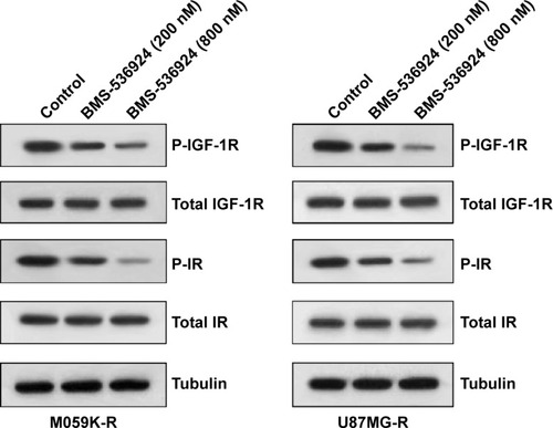 Figure 3 BMS-536924 suppresses phosphorylation of IGF-1R and IR in both TMZ-sensitive and -resistant glioma cells.