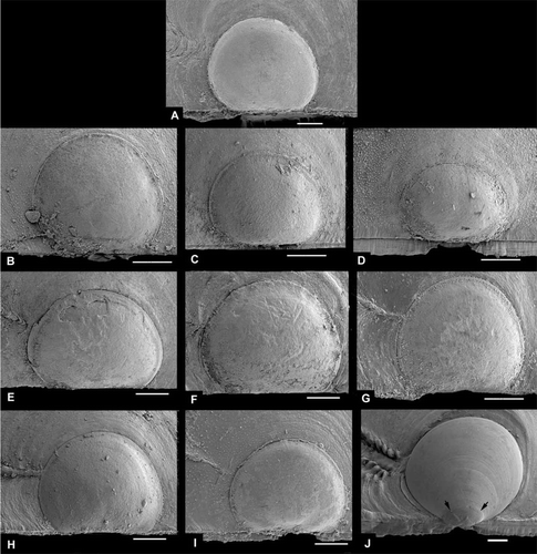 Figure 2.  Larval right valves. Scale lines 50 µm. Arrows indicate demarcation of prodissoconch 1. The scale line is valid for length only; the height may differ slightly because of tilt. (A) Hyalopecten frigidus, BIOICE#3214, NE of Iceland, 3000–3003 m (SMNH 59237). (B) Similipecten oskarssoni, BIOICE#2401, off southwestern Iceland (SMNH 55525). (C) Similipecten similis, BIOICE#2393, off southwestern Iceland (SMNH 55515). (D) Similipecten greenlandicus, BIOICE#2047, off northeastern Iceland (SMNH 55520). (E) Parvamussium propinquum, BIOICE#2706, off southwestern Iceland (SMNH 55512). (F) Propeamussium lucidum, BIOICE#2701, off western Iceland (SMNH 55517). (G) Catillopecten eucymatus, BIOICE#2914, off western Iceland (SMNH 55526). (H) Cyclopecten hoskynsi, BIOICE#2268, off southwestern Iceland (SMNH 55534). (I) Cyclopecten ambiannulatus, BIOICE#2707, off southwestern Iceland (SMNH 55519). (J) Delectopecten vitreus, BIOICE#3067, off southeastern Iceland (SMNH 55531).