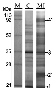 Figure 1 SDS-PAGE followed by Coomassie protein staining of the elicited spent media of C. chinense. Lane M, Molecular weight markers in kDa; lane C, control spent media; lane MJ, spent media from treated cells with MJ. *MJ-induced protein bands.