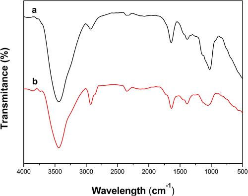 Figure 2 FT-IR spectroscopy of Artemisia argyi leaf extract and Artemisia argyi leaf extract-synthesized AgNPs.