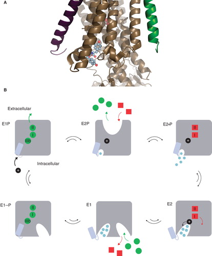 Figure 1. The Na,K-ATPase C-terminal structure and the functional cycle. (A) The structural context of the two C-terminal tyrosines (in spheres) of the Na,K-ATPase α-subunit (brown). The β-subunit (purple), the γ-subunit (green), the two occluded potassium ions (red) and the approximate position of the membrane (grey) are also indicated. The Figure was made with pymol (www.pymol.org) using PDB ID 2ZXE (a shark Na,K-ATPase). (B) The Post-Albers scheme for the Na,K-ATPase functional cycle. In E1P (top left), three sodium ions (green circles) are bound in the occluded pump. With a conformational change to the E2P state (top middle), a proton (black circle) approaches site IIIb from the cytoplasm, the extracellular gate opens, and the sodium ions are released. With a proton at the aspartate in site IIIb (Asp933 in Homo sapiens α1), two potassium ions (red squares) can bind, which promotes dephosporylation to the occluded E2 state (top right). Release of potassium and proton depends on opening of the C-terminal channel between TM5, TM7 and TM8 (bottom right). Binding of sodium and ATP (bottom middle) leads to E1 (bottom left). Figure adapted from Poulsen et al. (Citation2010) with the author's permission. (C) ChemDraw illustration of the interactions of the C-terminal tyrosines in 2ZXE. The program Capture “http://capture.caltech.edu/” suggests a single significant cation-π interaction between Arg940 and Tyr1022. Furthermore, Arg1005 is only 4.3 Å from Tyr1023, and mutational studies show decreased sodium affinity for Arg1005Gln (Poulsen et al. Citation2010), indicating that this may also be a relevant cation-π interaction, at least in part of the catalytic cycle. (D) ChemDraw illustration of the interactions suggested by Vina of the tryptophane-tryptophane dipeptide. In both cases, the most important interactions are between arginines and aromatic systems. This Figure is reproduced in colour in Molecular Membrane Biology online