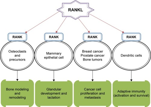Figure 1 The role of RANK/RANKL signaling system in various physiological and pathophysiological processes.