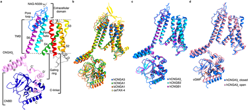 Figure 3. Structures of CNG channel protomers. a, protomer structure of apo CNGA3L (PDB accession no. 7RHS) viewed parallel to the membrane. The S1-S6 helices, pore loop and pore helix, C-linker and CNBD are shown in different colors. b, superposition of protomer structures of apo human CNGA3 (PDB accession no. 7RHS), human CNGA1 (PDB accession no. 7RH9), bovine CNGA1 (PDB accession no. 7O4H) and C. elegans TAX-4 (PDB accession no. 6WEJ). c, superposition of protomer structures of apo human CNGA3 (PDB accession no. 7RHS), human CNGB3 (PDB accession no. 7RHS) and human CNGB1 (PDB accession no. 7RH9). d, superposition of protomer structures of CNGA3L in apo closed state (PDB accession no. 7RHS) and cGMP-bound open state (PDB accession no. 8EVC).