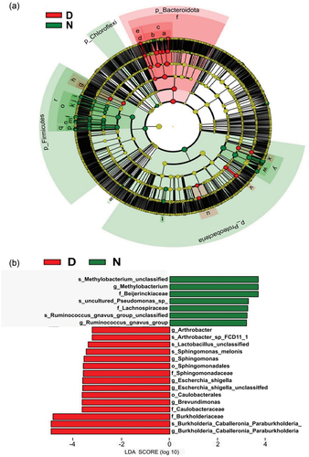 Figure 3. LEfSe analysis diagram of each dominant taxa between the N group (before disinfection) and the D groups (after disinfection). (a) Cladogram of microbial communities (b) LDA score of size differentiation using a threshold of 3 in groups D and N.