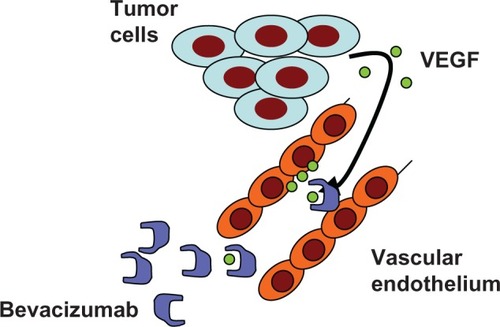 Figure 1 Tumor cells secrete various isoforms of VEGF in a paracrine fashion. VEGFs stimulate the growth, division and permeability of vascular endothelial cells through interaction with cellular VEGF-receptors (VEGFR1 and VEGFR2). This process of neovascularization can be disrupted by the neutralizing humanized monoclonal antibody bevacizumab.