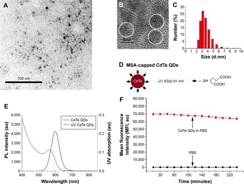 Figure 2 Characterization of MSA-capped CdTe QDs.Notes: (A) TEM overview of QDs (bar =100 nm). (B) HRTEM image of QDs showing the crystal lattice fringes (bar =5 nm). (C) Size distribution profile obtained from DLS measurement. (D) Schematic structure and zeta potential of QDs. (E) Absorption and PL spectra of CdTe QDs. (F) Fluorescence intensity of CdTe QDs was measured at a concentration of 100 µg/mL in PBS during 240 minutes (mean ± SD, n=6).Abbreviations: MSA, mercaptosuccinic acid; CdTe QDs, cadmium telluride quantum dots; TEM, transmission electron microscopy; QDs, quantum dots; HRTEM, high-resolution transmission electron microscopy; DLS, dynamic light scattering; PL, photoluminescence; PBS, phosphate-buffered saline; SD, standard deviation; au, arbitrary units; UV, ultraviolet.