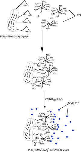 Figure 1. Schematic representation of poly(HEMA-GMA)-PEI-Cu(II) synthesis.