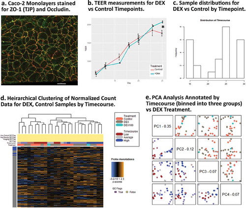 Figure 3. Dexamethasone vs. Controls Timecourse. (a) Confocal image of a representative Caco-2 polarized monolayer at ~10 days with immunofluorescent staining for Occludin (OCLN) and ZO-1 (TJP). (b) TEER (ohms/cm2) for DEX and Control samples during the timecourse. (c) Sample distributions used in DEX vs Control analysis by days post-seeding. (d) Unsupervised clustering of relative gene expression in the full probe panel. (e) PCA results showing PC1 is reasonable predictor for timecourse, PC3 is a marginally effective predictor for DEX treatment.