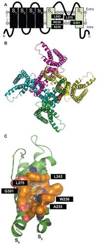 Figure 1 Panel A shows the schematic topology of a single Kv7.2 subunit, with each of the six transmembrane regions indicated. The green cylinders correspond to the S5 and S6 transmembrane regions. The amino acids involved in retigabine binding are indicated. Panel B shows a top view of the overall structure of the channel formed by four identical Kv7.2 subunits, with one retigabine molecule bound. Panel C shows an enlarged view of the retigabine binding site with the retigabine molecule docked into the channel cavity as obtained with ArgusLab 4.0.1 (Planaria Software LLC, Seattle, WA; available at http://www.arguslab.com). The residues involved in retigabine binding are indicated. The dashed yellow lines indicate the polar contacts between retigabine and the residues A235 and W236. Three-dimensional models of Kv7.2 subunits were generated by homology modelling using known structures of potassium channel subunits available in the Protein Data Bank), using SWISSMODEL, a program that performs automated sequence-structure comparisons, as previously described.Citation92 The model generated was analyzed using both the DeepView module of Swiss-PDBViewer (version 3.7, available at http://www.expasy.ch/spdbv/) and PyMOL (available at http://pymol.sourceforge.net/). In the present study, the homology model was built using the template structure (2R9RH) for a chimeric channel in which the voltage-sensor paddle (corresponding to the S3b–S4 region) of Kv2.1 was transferred into the Kv1.2 subunit.Citation93