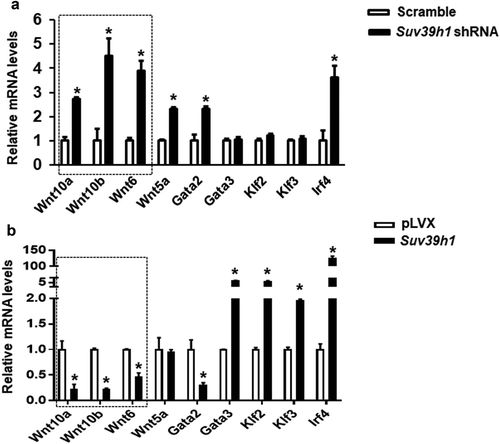 Figure 5. Wnt gene expression is reciprocally regulated by gain-or-loss of function of Suv39h1. The expression of three Wnt family members Wnt10a, Wnt10b and Wnt6 was significantly up-regulated in Suv39 h1 knockdown cells (a) while reciprocally down-regulated in Suv39 h1-overexpressing cells (b). 3T3-L1 preadipocytes were infected with Suv39h1 shRNA lentivirus or pLVX Suv39h1 expression lentivirus, selected with puromycin and differentiated as described in the Methods. Gene expression was measured by quantitative PCR. All data are expressed as mean ± SEM, n = 4. *p < 0.05 vs. scramble control or pLVX control