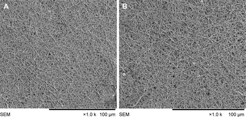 Figure 8 SEM images of functionalized (A) PVA membrane and (B) PVA/mPE/PA nanocomposites after 1 day.Abbreviations: mPE, metallocene polyethylene; PA, plectranthus amboinicus; PVA, polyvinyl alcohol; SEM, scanning electron microscopy.
