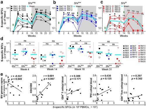 Figure 4. SWuhan-specific CMI responses in macaques with mild or severe SIV infection. a-c. Kinetics of SWuhan-specific IFN-γ-secreting cells in SIVneg (a), SIVlow (b), and SIVhi (c) macaques. PBMCs were collected at the indicated time points and stimulated with overlapped peptide pools corresponding to the S1 and S2 subunits of the S protein of SARS-CoV-2 Wuhan strain. IFN-γ-secreting spot-forming cells (SFCs) were examined by ELISpot. S-specific SFCs were calculated as the sum of those specific for S1 and S2. Overlapped data points represent the same values. A Shaded grey area indicates the period after the booster vaccination. Comparisons were conducted between weeks 2, 4, 6, 14, and week 0 (*, **) or between weeks 16, 18, 20, 31, and week 14 (#, ##) by paired, one-tailed Student’s t-test. The mean values and statistics in (c) were calculated without the data from the outlier macaque RM20. d. Frequencies of IFN-γ-secreting SFCs in each group at weeks 4, 14, 16, and 31. Comparisons between groups at each time point were performed by unpaired, one-tailed Student’s t-test. Mean values and statistics at weeks 16 and 31 were calculated without the data from the outlier macaque RM20. e. Correlations between the frequencies of SWuhan-specific SFCs at week 4 versus the virological and immunological parameters (left to right: SIV viral loads, CD4/CD8 ratios, the counts of total CD4+ T cells, TFH cells, and CD4+ Tcm cells) at week 0. The best fit lines, r values, and p values are shown. * or #, p < 0.05; ** or ##, p < 0.01; ns, no significance.