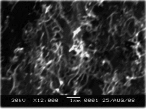 FIG. 1 SEM image of the received MWCNTs.