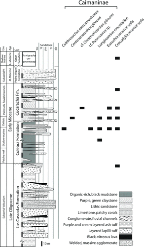 FIGURE 13 Summary diagram of each of the formations from the Panama Canal Zone from which crocodylian fossils have been recovered thus far.