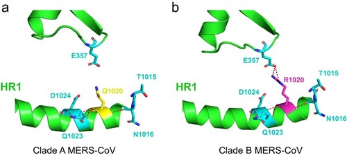 Figure 7. Comparative structural view of the S protein HR1 region in clade A and B MERS-CoV strains. Details of inter- and intra-helical interactions for residue 1020 of the MERS-CoV spike protein (PDB ID: 5W9H) in clade A (a) and B (b) strains. Q1020 (yellow), R1020 (magenta) and aa residues proximal to 1020 (light blue) are shown as sticks; Polar contacts with residue 1020 are shown as red dot lines. The figures were produced using PyMOL.