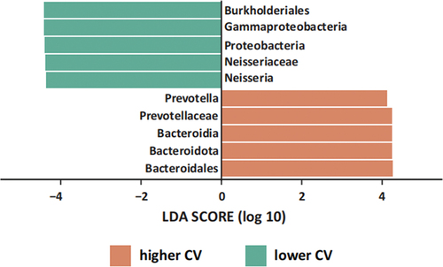 Figure 4. Oral microbiota LEfSe analysis between lower CV group and higher CV group. Orange is the higher CV group, green is lower CV group. LDA = 4.